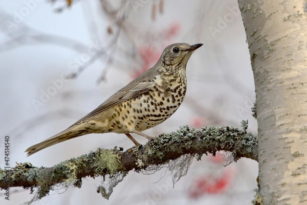 Obraz Mistle thrush (Turdus viscivorus) sitting on a branch.
