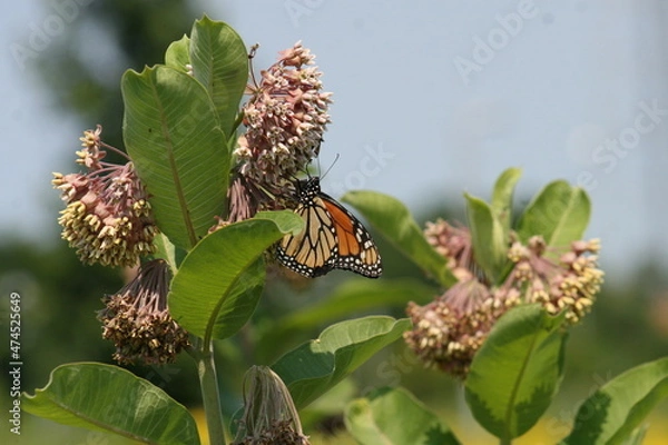 Obraz Monarch Butterfly 2021 I