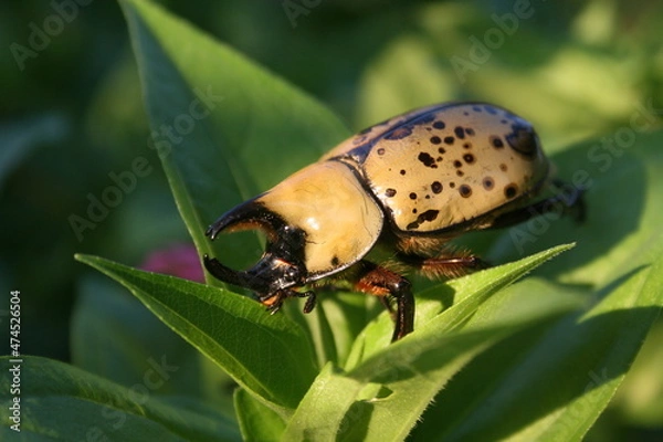 Obraz Scarab Beetle 2021 II