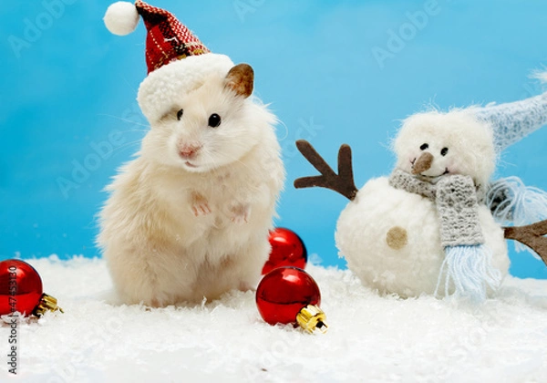 Fototapeta Dwarf hamster with christmas red hat