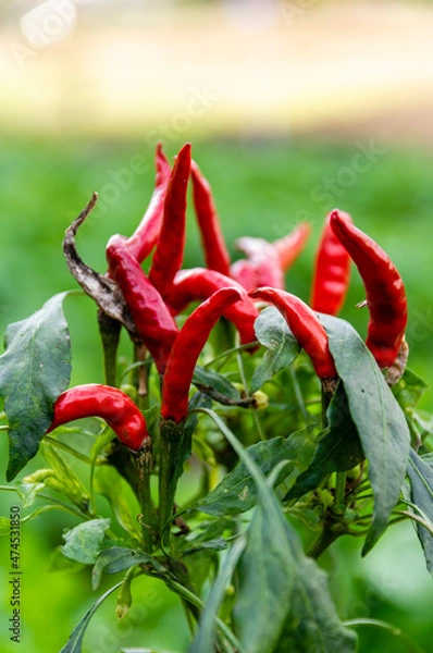Obraz 赤トウガラシ