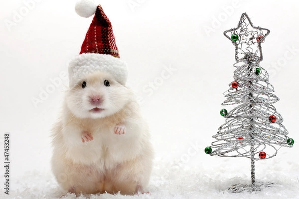 Fototapeta Dwarf hamster with christmas red hat on white background