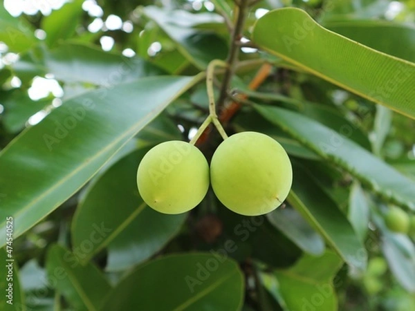 Obraz green olives on a tree