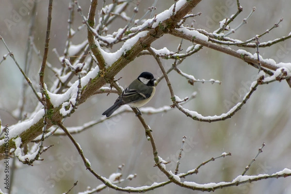 Obraz bird on a branch