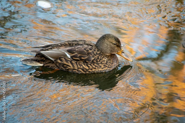Obraz duck on the water