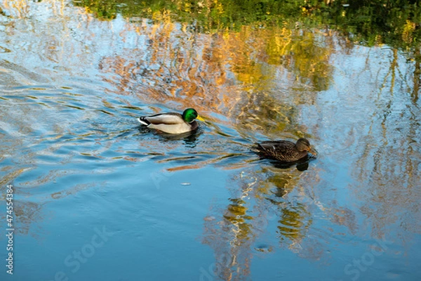 Obraz duck on the water