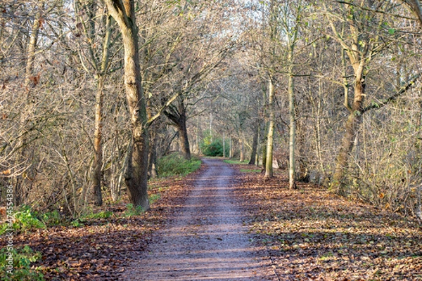 Obraz path in the woods