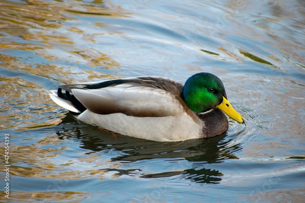 Obraz duck on the water