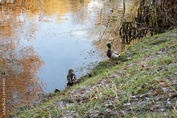 Obraz ducks on the lake