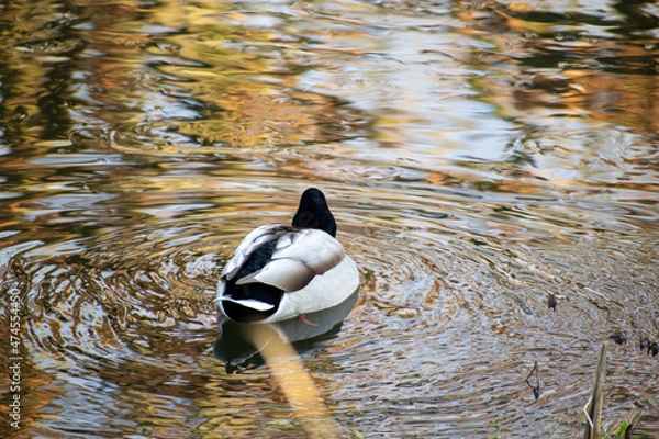 Obraz duck in the water
