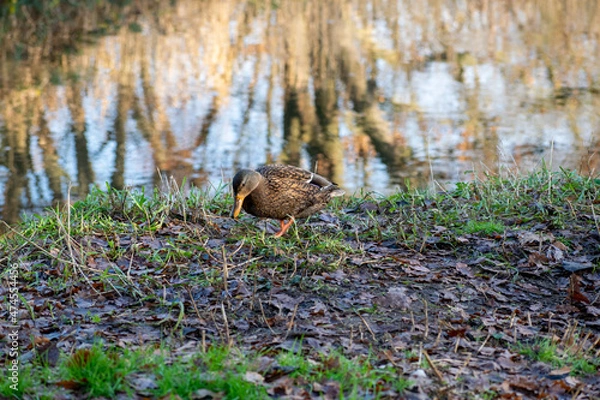 Obraz duck in the grass