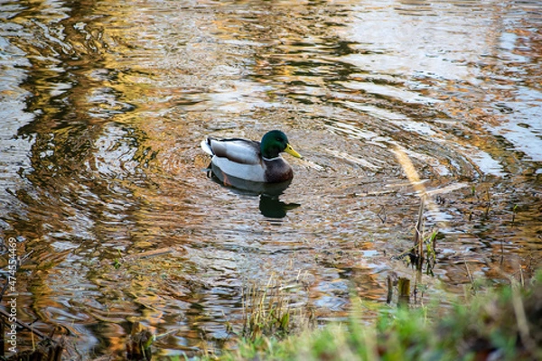 Obraz duck on a pond