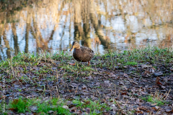 Obraz duck in the grass