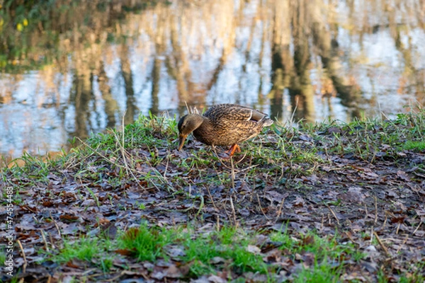 Obraz squirrel in the forest