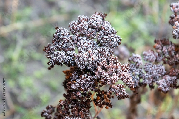 Obraz flowers on the tree