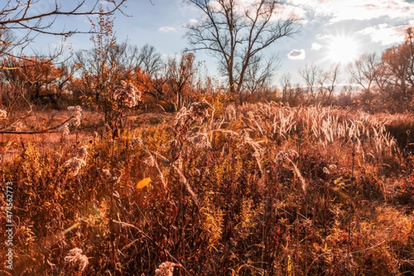 Obraz sunset in the forest