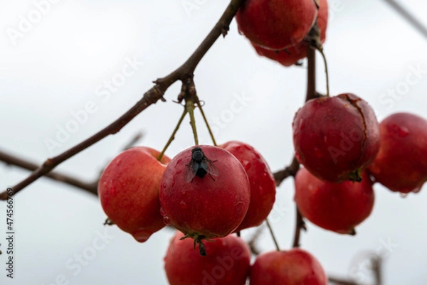 Fototapeta Overripe apples on a branch.
