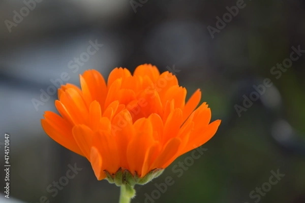 Obraz orange flower on black