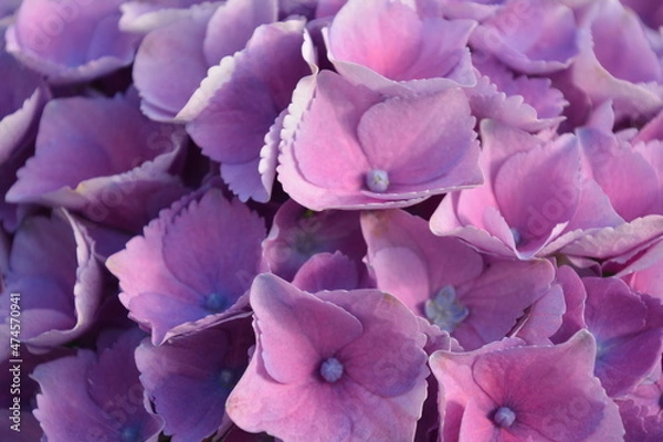 Obraz purple and yellow flower