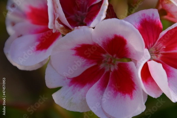 Obraz red and white flower