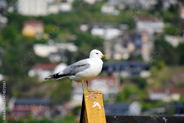 Obraz seagull on pier