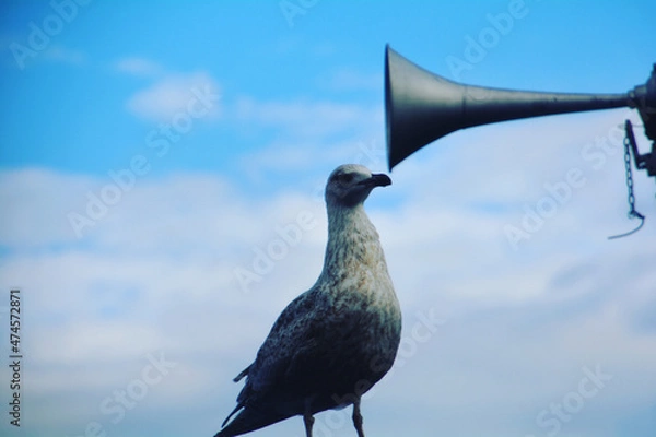 Obraz bird on a rock