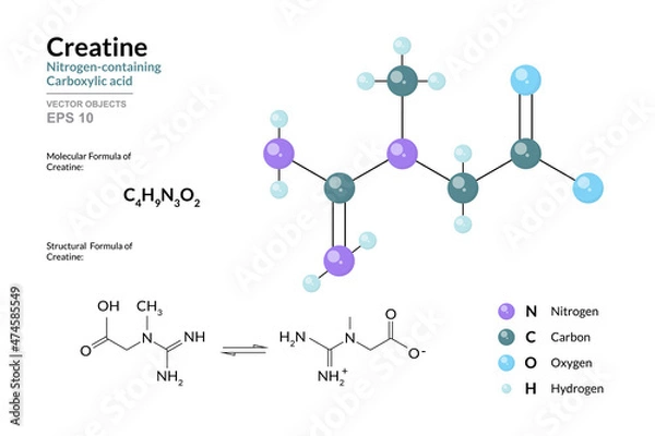 Fototapeta Creatine. Dietary Supplement, Sport Nutrition. Nitrogen containing Carboxylic Acid. Structural Chemical Formula and Molecule 3d Model. C4H9N3O2. Atoms with Color Coding. Vector Illustration