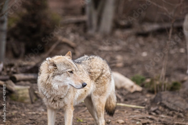 Obraz wolf in the woods
