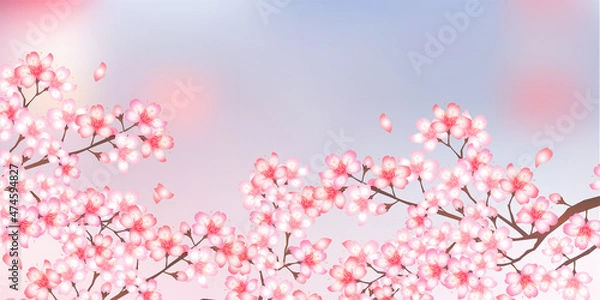 Obraz 桜　春　花　背景
