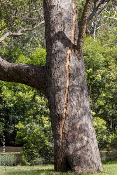 Fototapeta Scar on the bark of a large gum tree as the result of a lightning strike