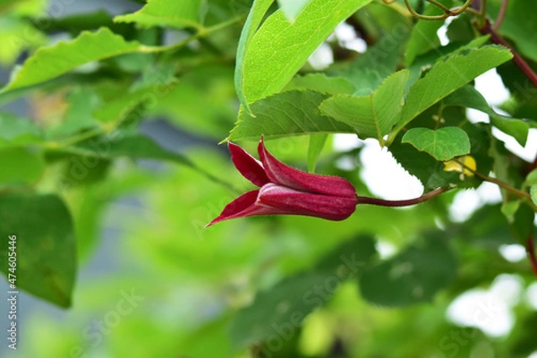 Fototapeta 遅咲きの赤いクレマチス