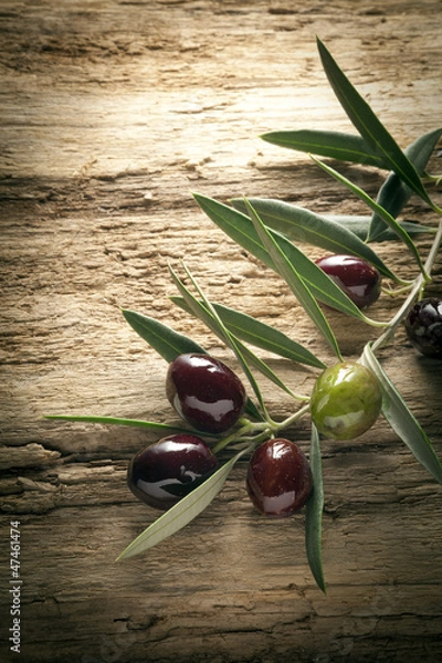 Fototapeta oliwki