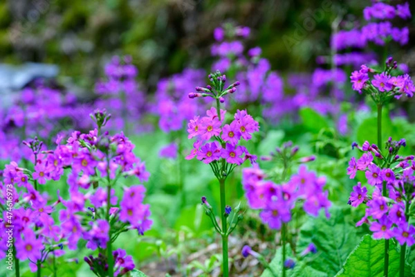Fototapeta クリンソウ,花, 自然, 紫, 春,植える,庭, ピンク, 花,スミレ, 植物, 全盛期, 咲く,ハナバチ, ライラック, 美しさ, 草, マクロ, 葉, フローラル, すごい