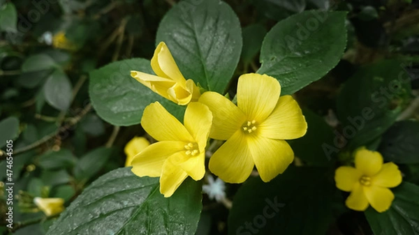 Obraz Guinea flower (Hibbertia dentata)