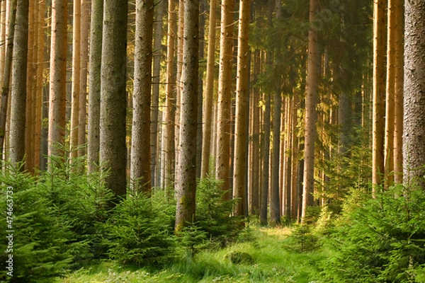 Fototapeta Misty early morning in the forest of Perlacher Forst in Munich with pine trees growing on the moss ground