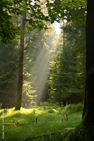 Fototapeta Misty early morning in the forest of Perlacher Forst in Munich with pine trees growing on the moss ground