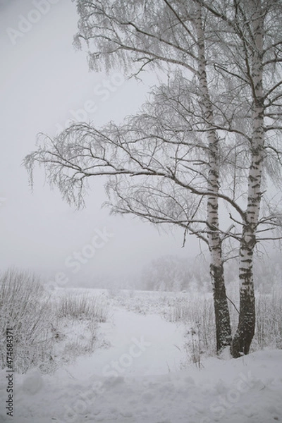 Fototapeta Winter landscape, trees standing in the snow, monochrome.