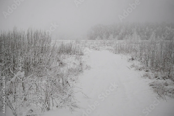 Fototapeta Winter landscape, trees standing in the snow, monochrome.