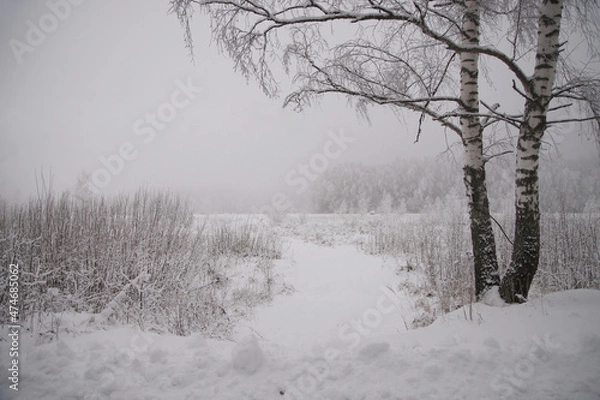 Fototapeta Winter landscape, trees standing in the snow, monochrome.