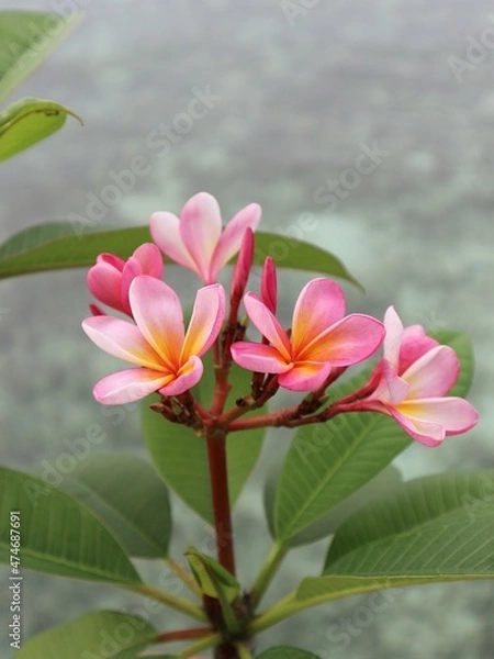 Obraz pink frangipani flower