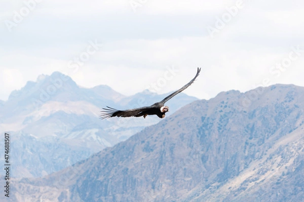 Obraz Soaring Andean condor over Colca Canyon in Peru