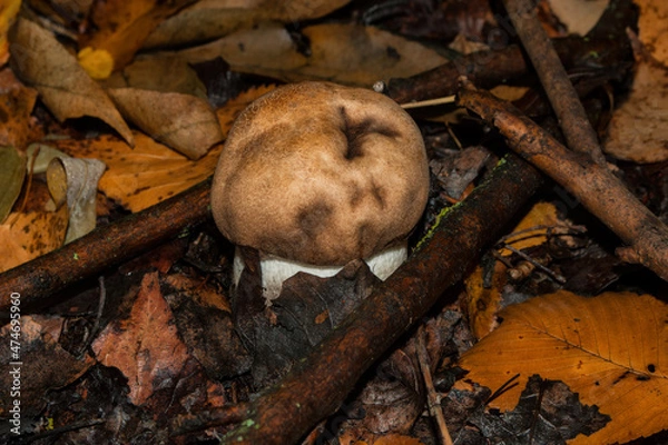 Obraz The young mushroom Leccinum aurantiacum appeared from under a thick layer of fallen aspen leaves and branches.