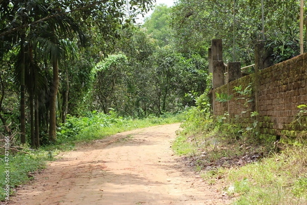 Obraz path in the forest