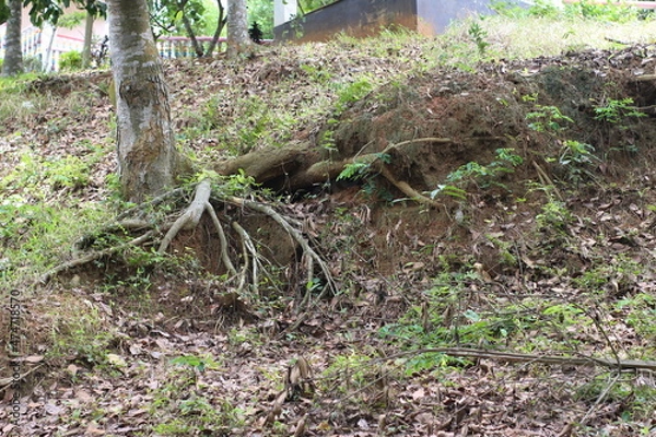 Obraz tree in the forest