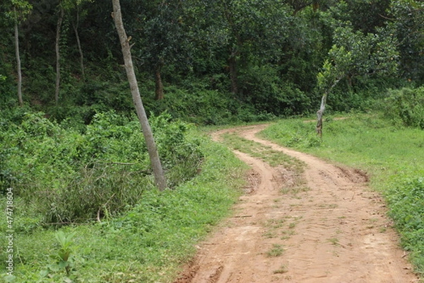 Obraz path in the forest