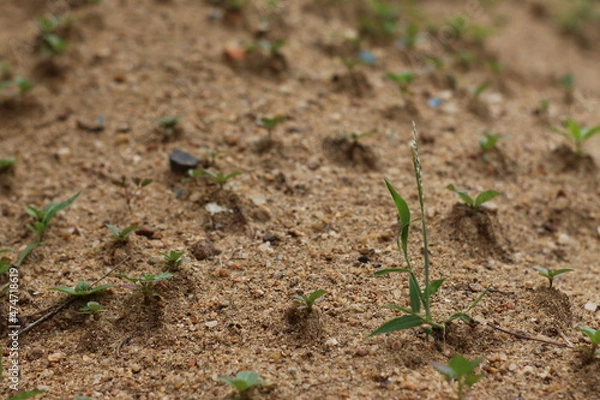 Obraz onion in the field