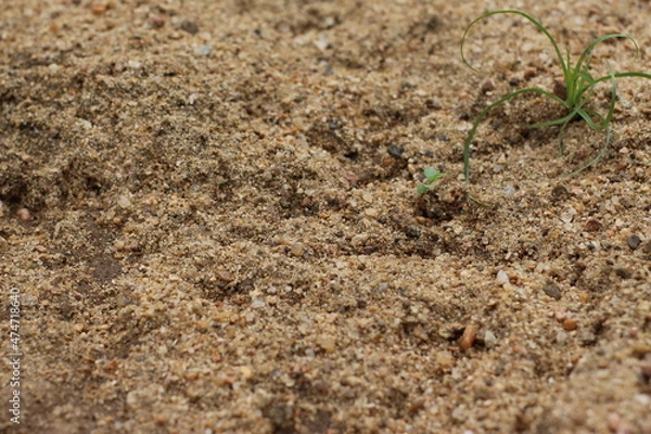 Obraz ants on the ground