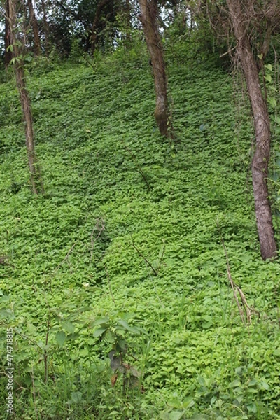 Obraz green moss on the stone