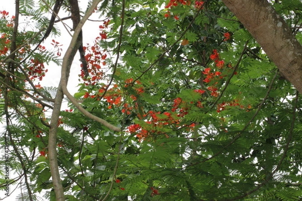 Obraz red apples on a tree