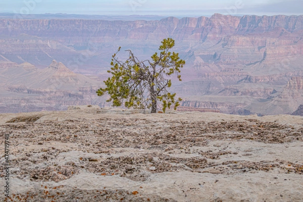 Obraz tree in the desert